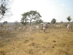 Fazenda para Venda em Ibiaí - 3