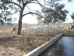 Fazenda para Venda em Ibiaí - 2